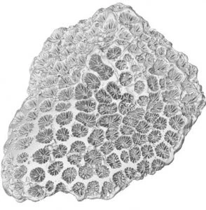 3D Scan fuer Biogene Formen 294x300 1